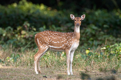 Spotted Deer